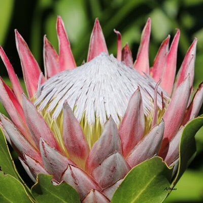 King Protea