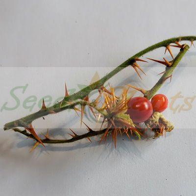 Litchi Tomato - 5 Seeds - Seeds and Plants