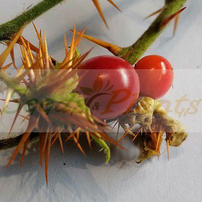 Litchi Tomato - 5 Seeds - Seeds and Plants