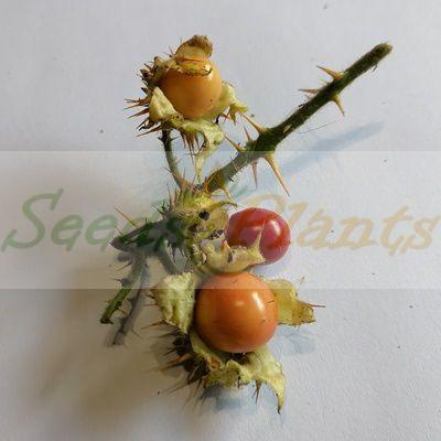 Litchi Tomato - 5 Seeds - Seeds and Plants