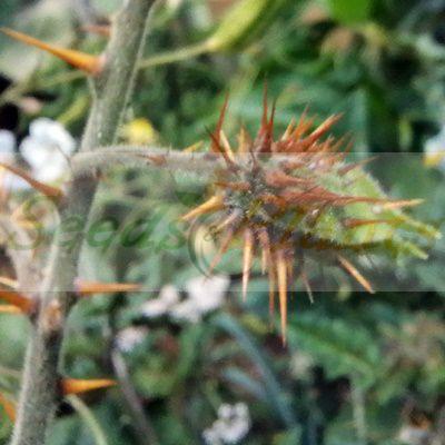 Litchi Tomato - 5 Seeds - Seeds and Plants