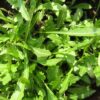 Wild Rocket Sylvetta
