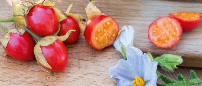 Growing Litchi Tomatoes