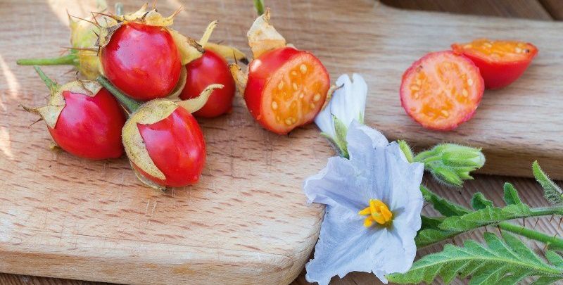 Growing Litchi Tomatoes - Seeds and Plants