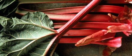 Growing Rhubarb