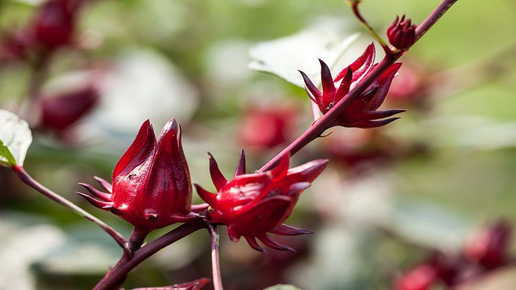 How to grow Roselle