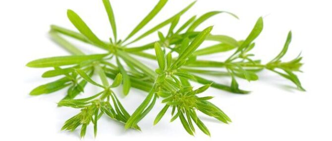 cleavers medicinal uses