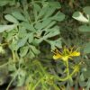 Rue - 10 Seeds
