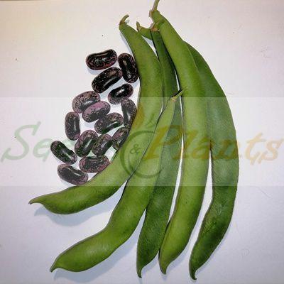 Scarlet Runner Bean