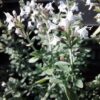White Leaved Savory
