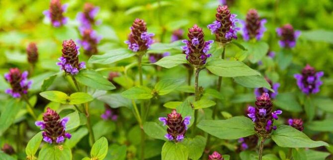 Self-Heal Medicinal Uses