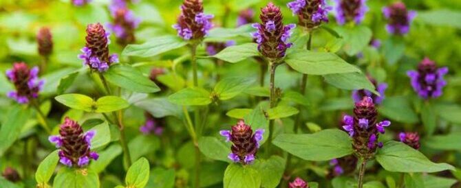Self-Heal Medicinal Uses