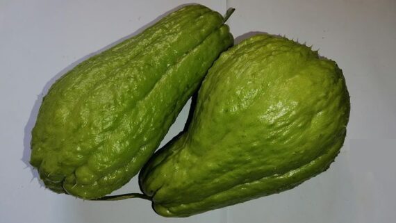 Growing Chayote