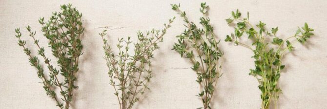 English, French and German Thyme