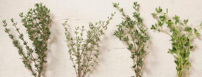 English, French and German Thyme