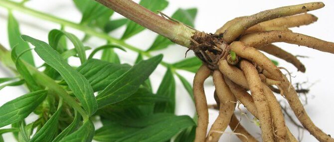 Valerian Medicinal Uses
