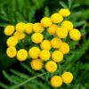 Fernleaf Tansy