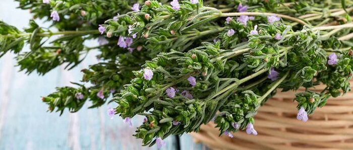 Growing Thyme
