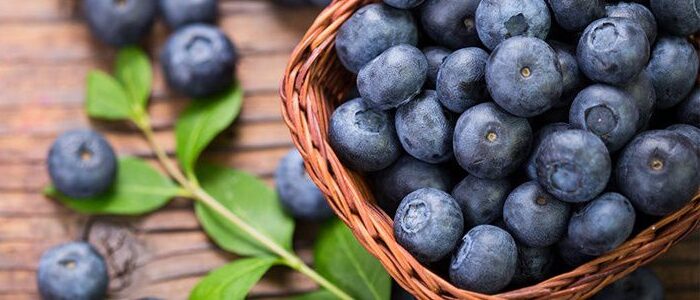 Growing Blueberry