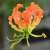 Flame lily orange