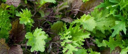 Growing Mustard Greens