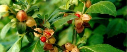 How to grow Ashwagandha