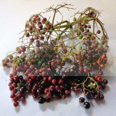 American Elderberry Seeds