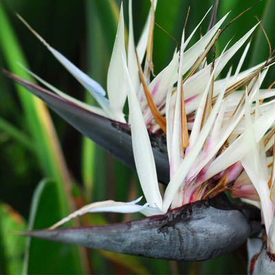 Giant White Bird of Paradise - 5 Seeds - Seeds and Plants