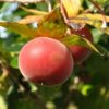 Climbing Star-Apple