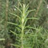Rosemary