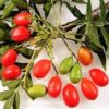 Wild Plum