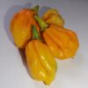 Yellow Trinidad Moruga Scorpion