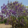 Tree Wisteria