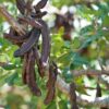 Carob Tree