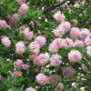 Pompom Tree