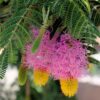 Sickle Bush