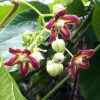 White's Ginger