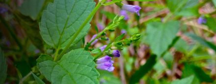 Skullcap Medicinal Uses