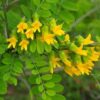Common Calpurnia