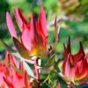 Common Sunshine Conebush Red