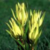 Common Sunshine Conebush Yellow