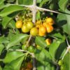 False Turkeyberry