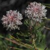Fan-leaf Spiderhead