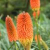 Red Hot Poker Uvaria
