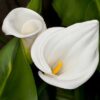 White Arum Lily