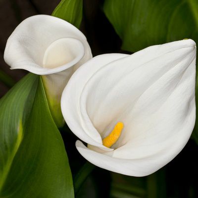 White Arum Lily - 10 Seeds - Seeds and Plants