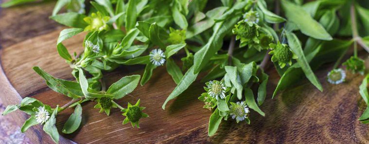 Bhringaraj Medicinal Uses