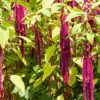 Love Lies Bleeding Amaranth