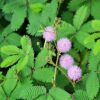 Sensitive Plant