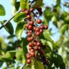 Buffalo Thorn